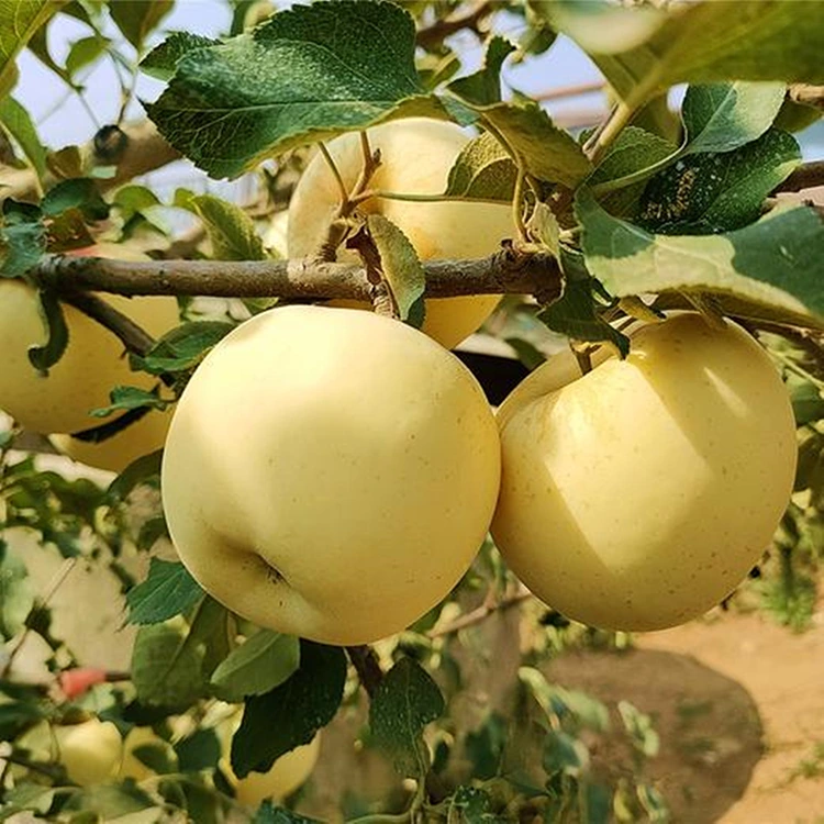 تازه طلایی خوندور مڼې