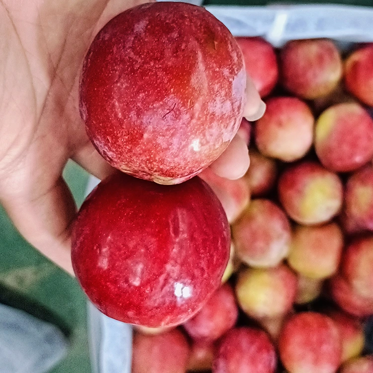 تازه خواږه سور میی پلم